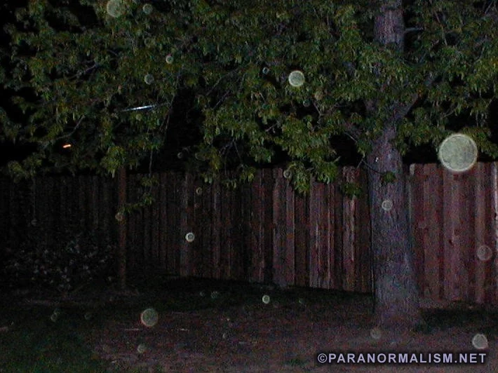 tree_orbs1_PN tree_orbs1_PN